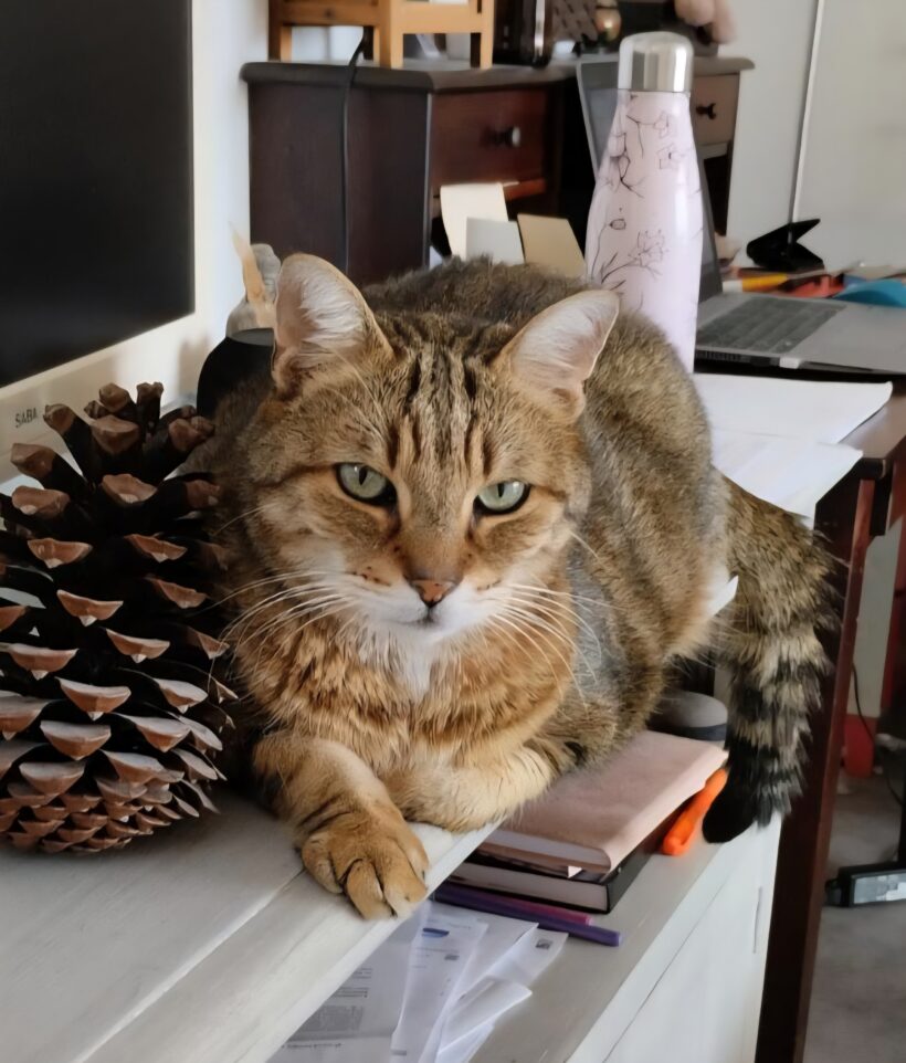 POMPONETTE