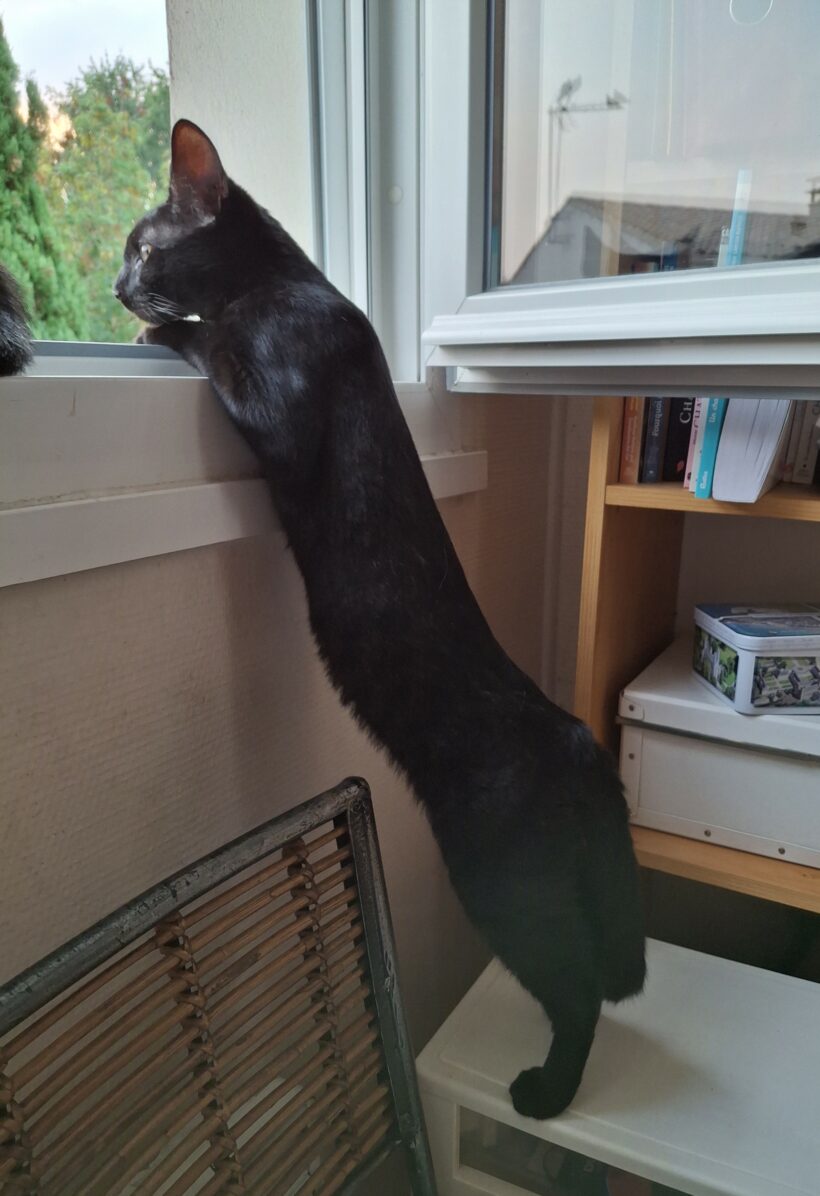 ZORRO