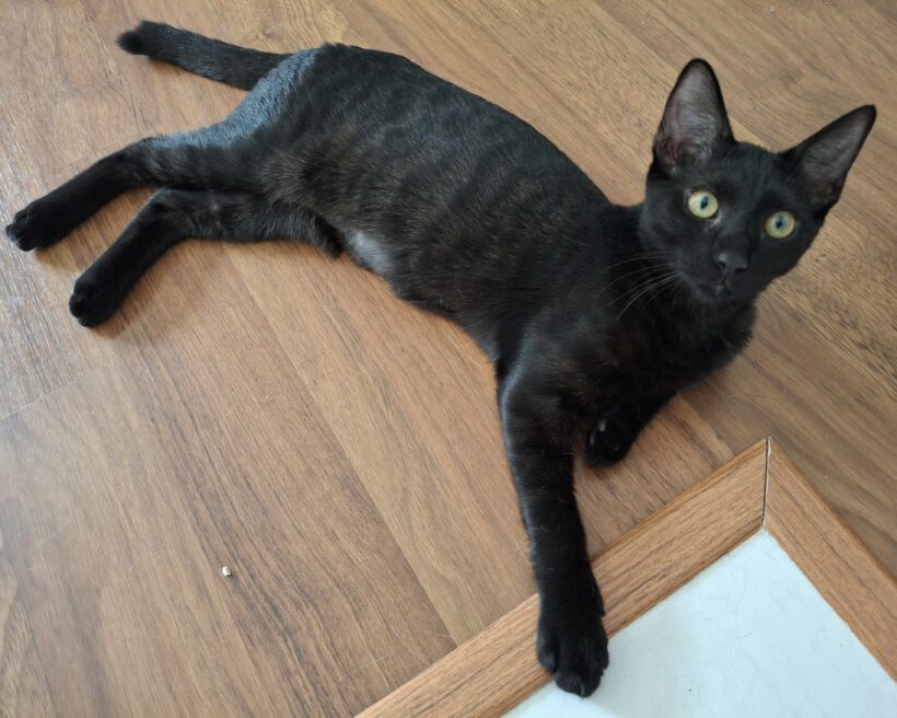 ZORRO