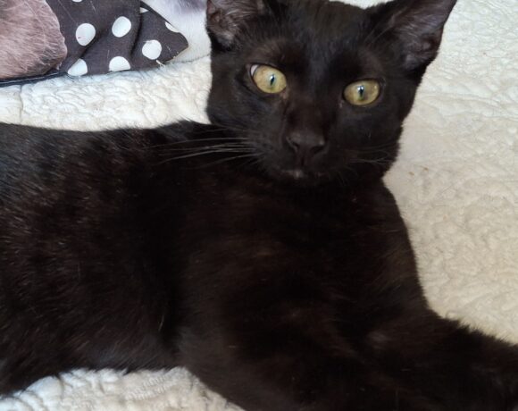 ZORRO