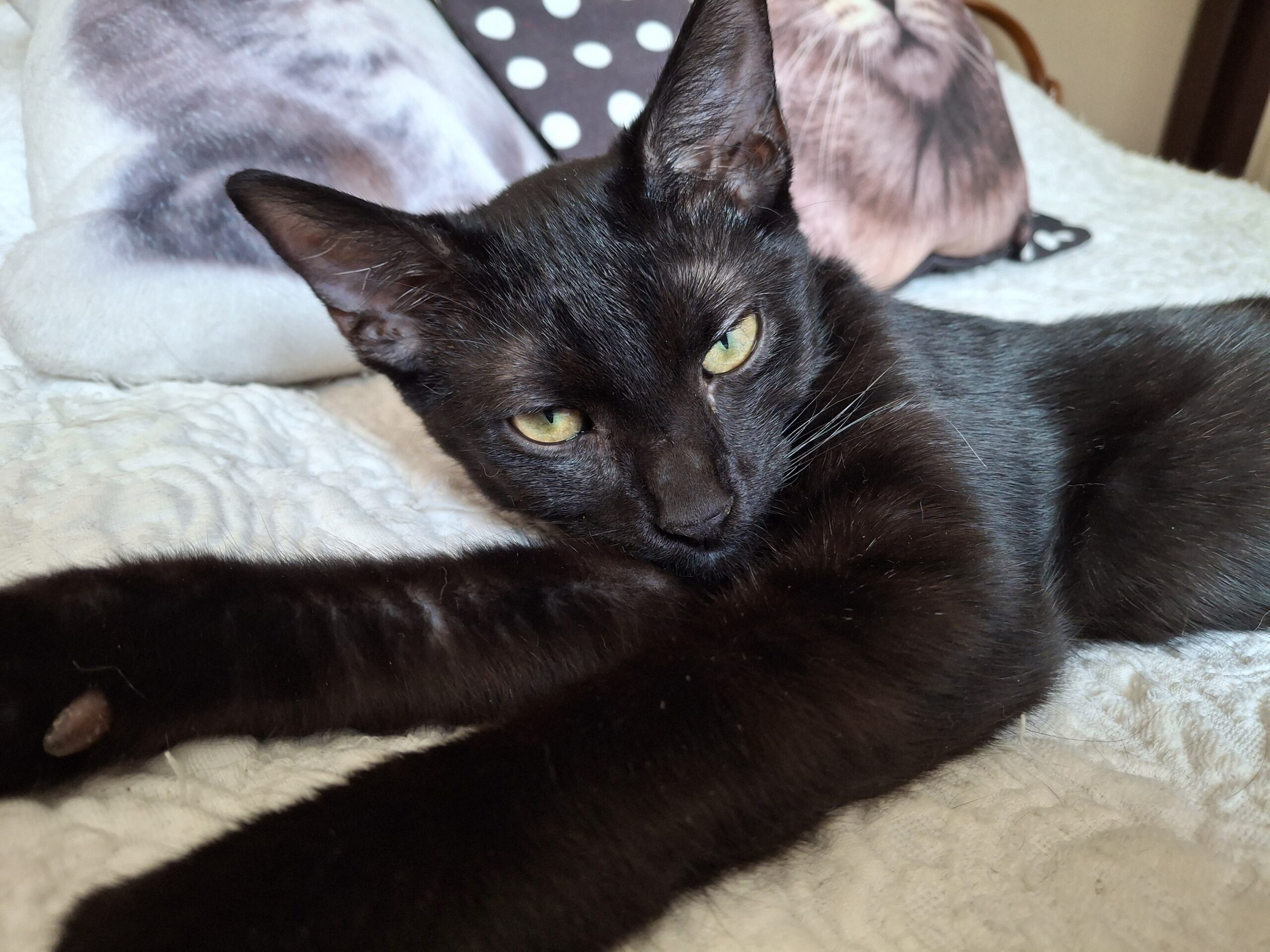 ZORRO