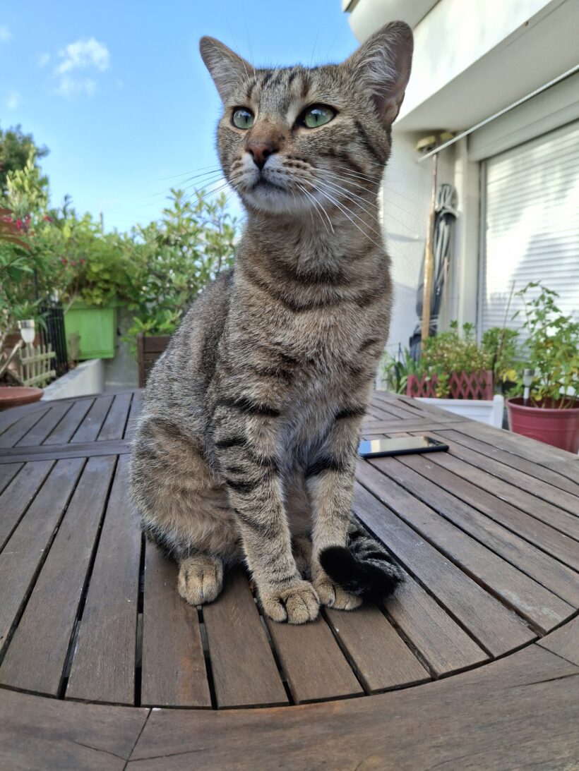 SIMBA