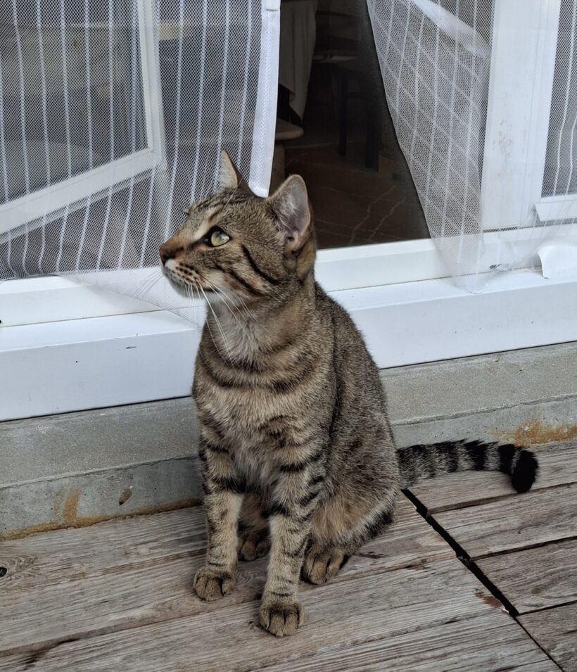 SIMBA
