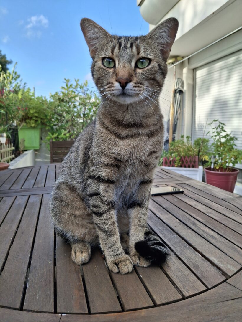 SIMBA