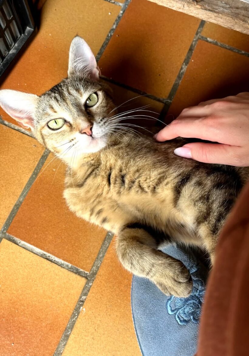 NAYA est réservée