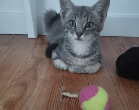 OSKAR est réservé