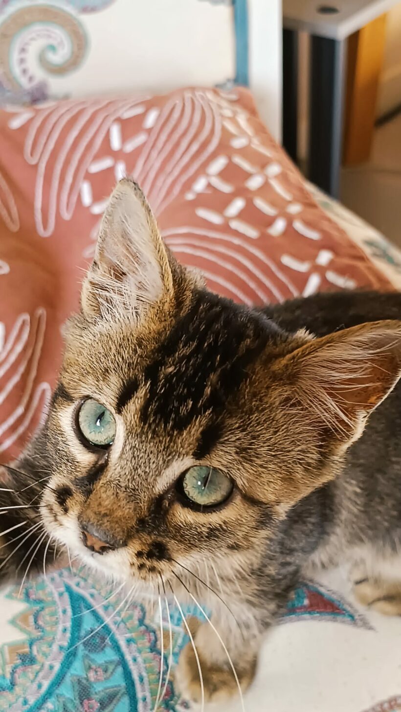 RUDY
