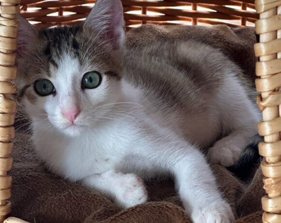 SAMY