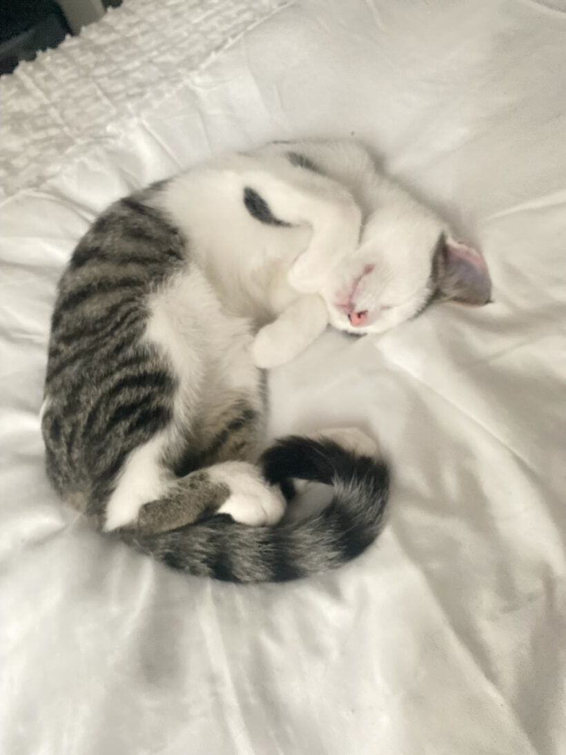 ACHILLE est réservé
