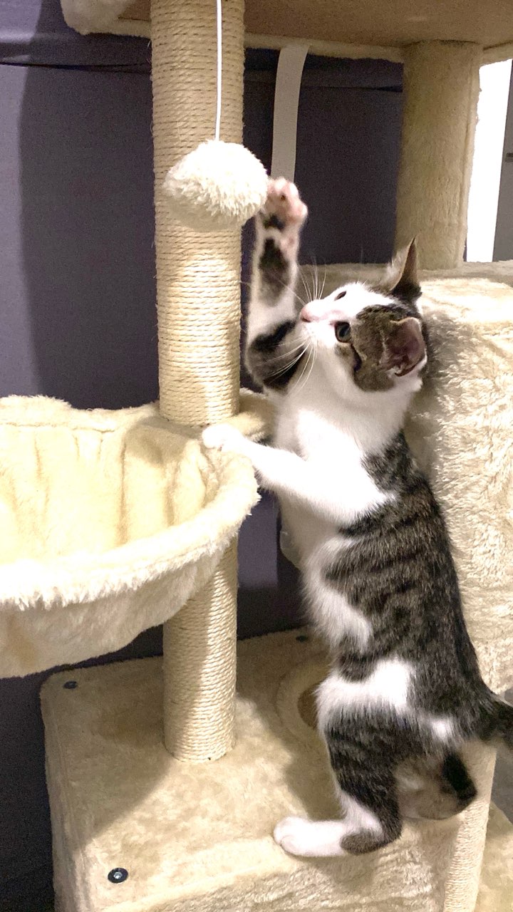 ACHILLE est réservé