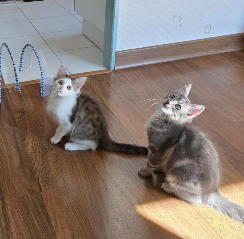 ALVIN et ASTRO