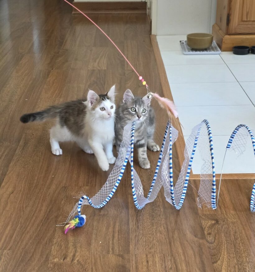 ALVIN et ASTRO
