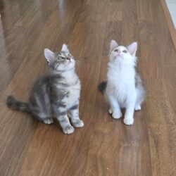 ALVIN et ASTRO