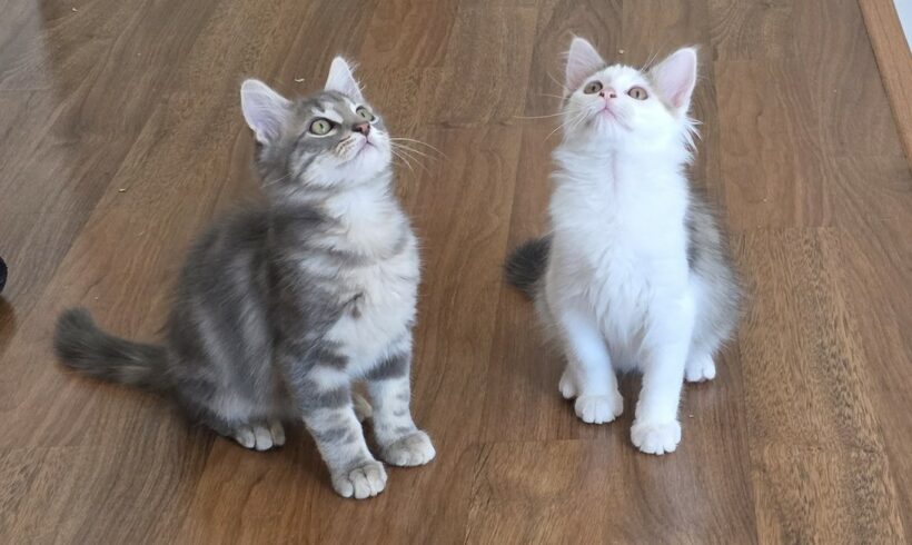 ALVIN et ASTRO ALVIN et ASTRO