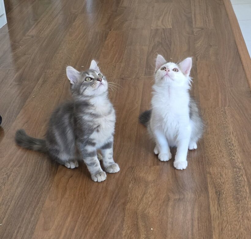 ALVIN et ASTRO