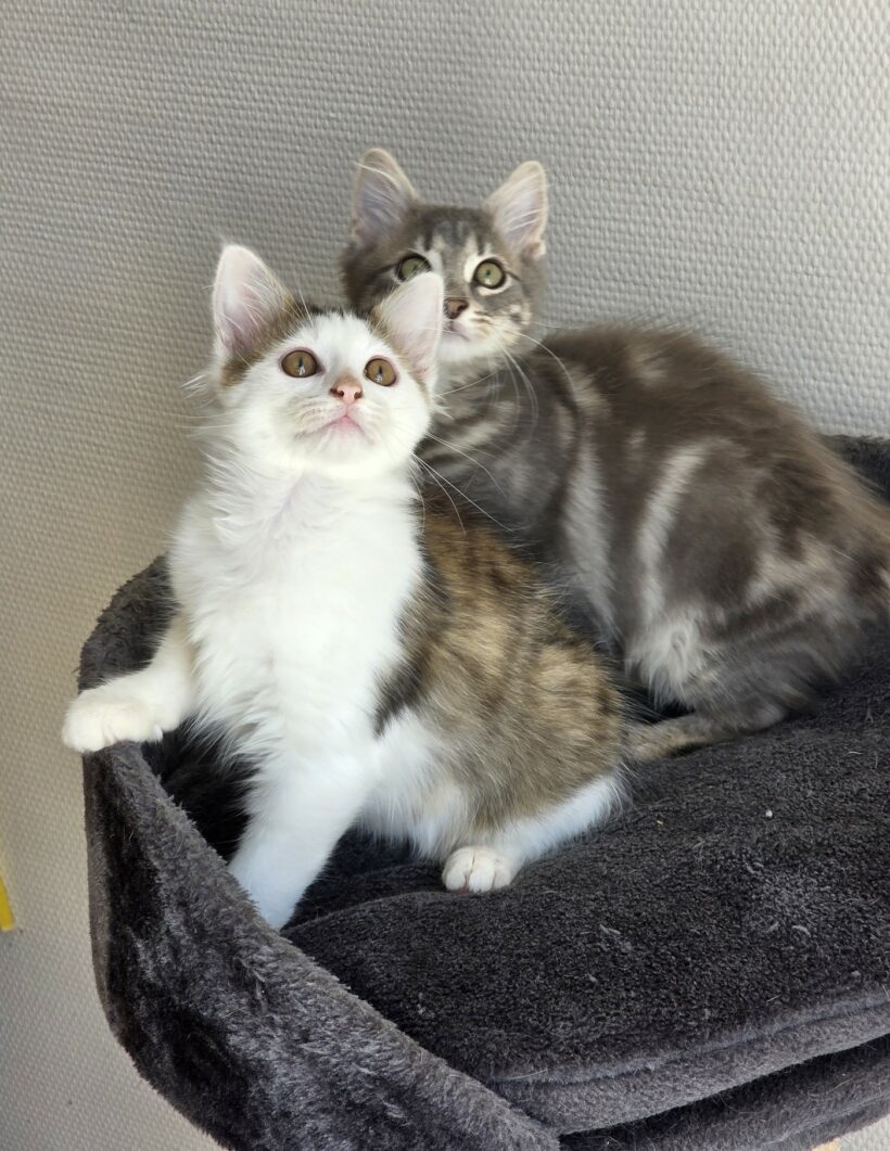 ALVIN et ASTRO
