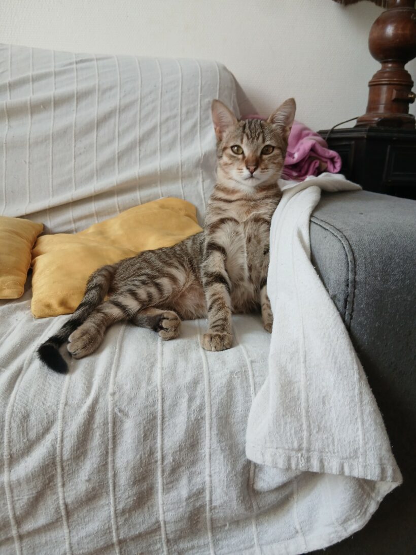 AJAX