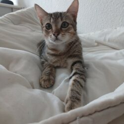 AJAX