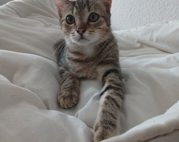 AJAX