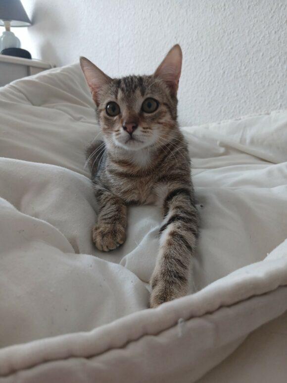AJAX