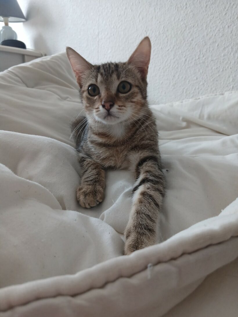 AJAX