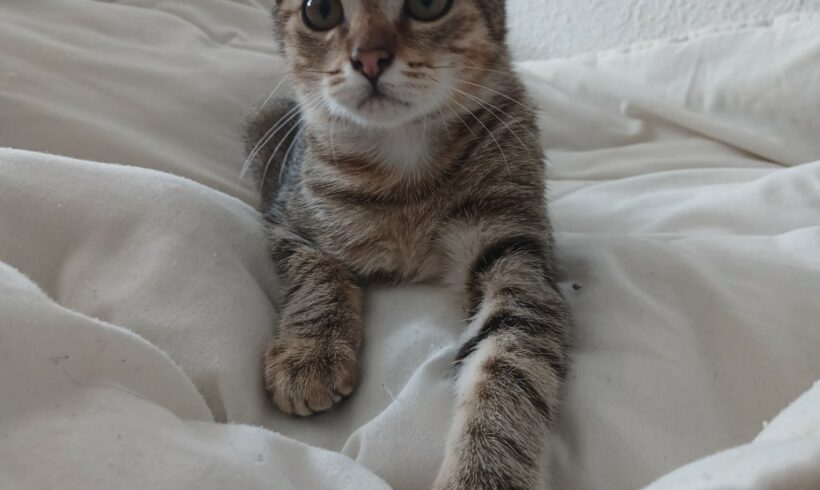AJAX