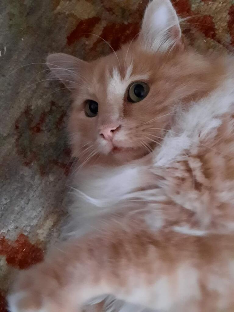 AMBRE AMBRE