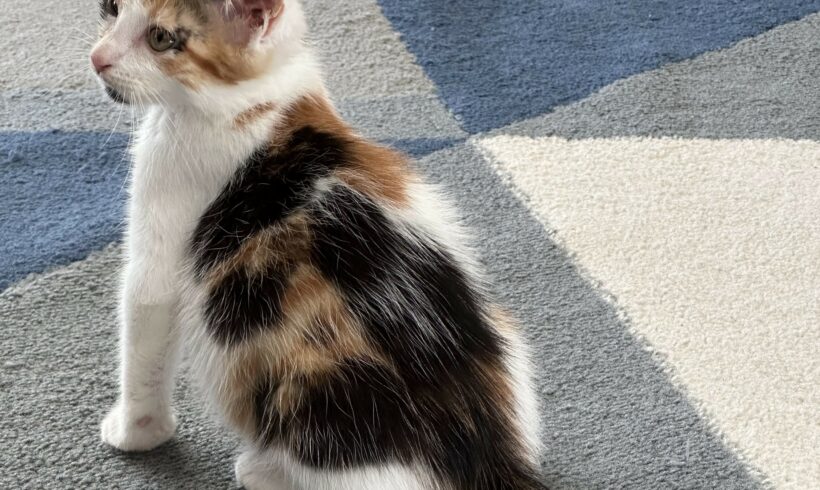 KALY est réservée KALY est réservée