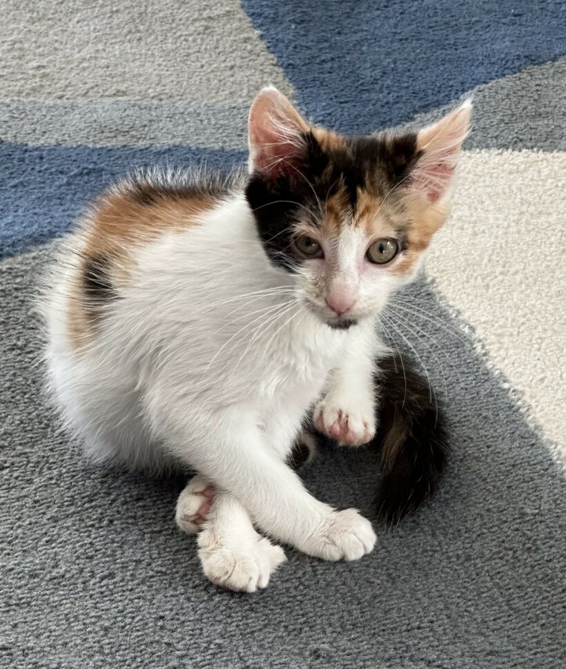 KALY est réservée