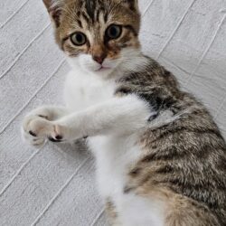 PETIT-COEUR