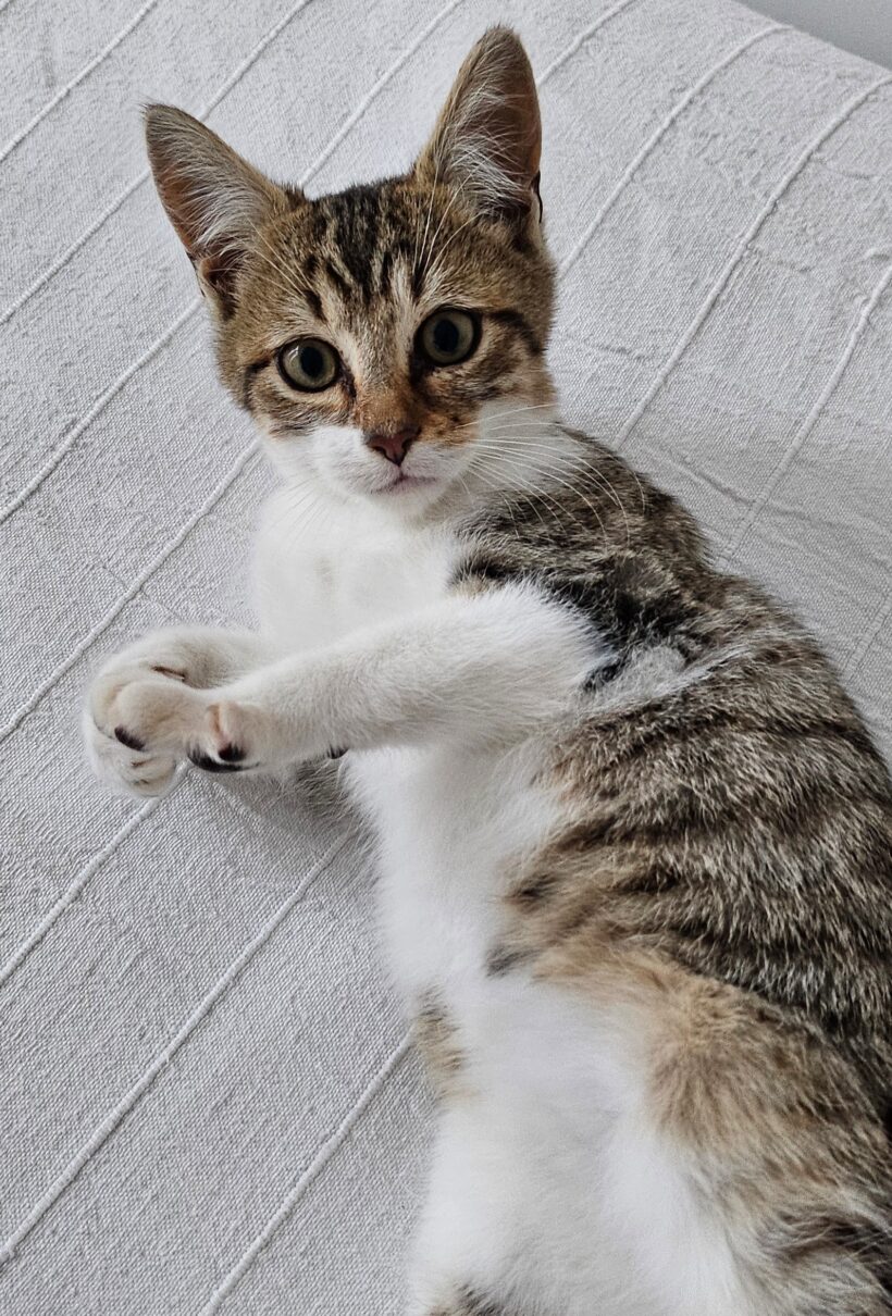 PETIT-COEUR PETIT-COEUR