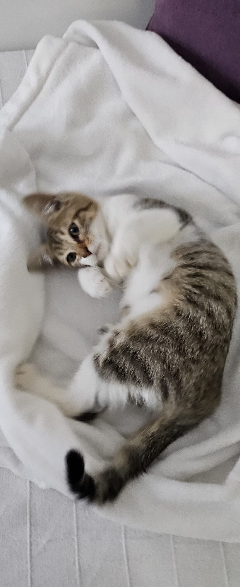 PETIT-COEUR PETIT-COEUR