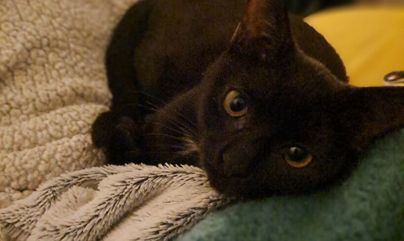 PLUME est réservée PLUME est réservée