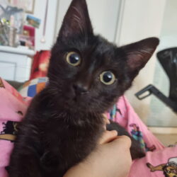 ZAZOU