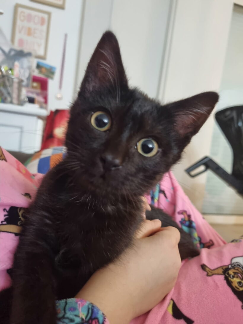 ZAZOU ZAZOU