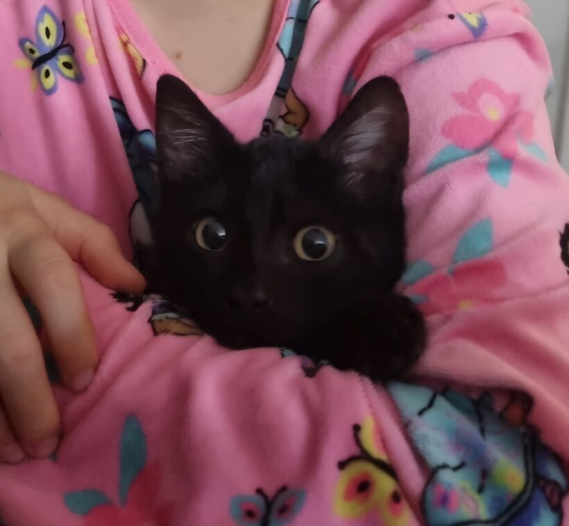 ZAZOU ZAZOU