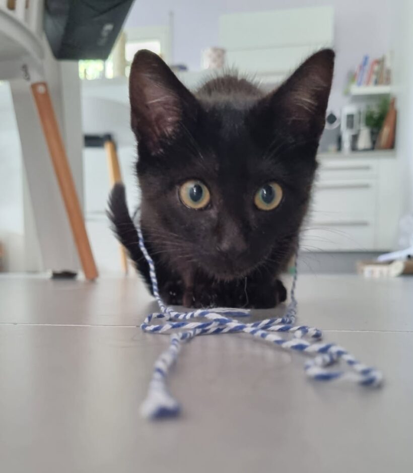 ZAZOU ZAZOU