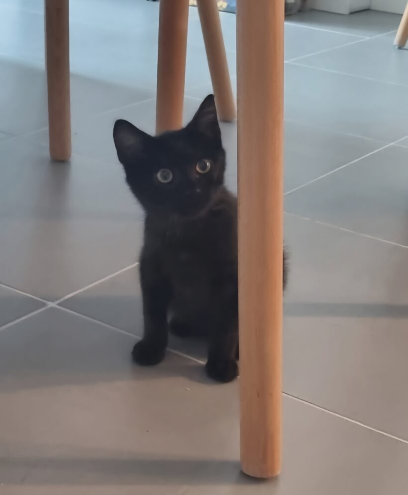 ZAZOU ZAZOU