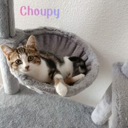 CHOUPY