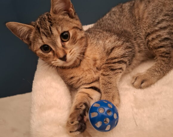 GAUFRETTE est réservée GAUFRETTE est réservée