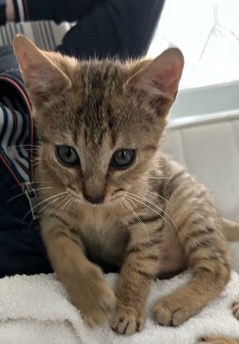 ALFI (Alfa réservée) ALFI (Alfa réservée)