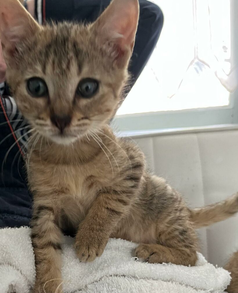 ALFI (Alfa réservée) ALFI (Alfa réservée)