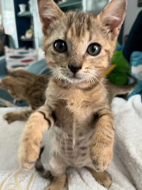 ALFI (Alfa réservée) ALFI (Alfa réservée)