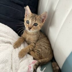 ALFI (Alfa réservée)