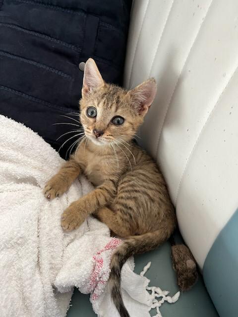 ALFI (Alfa réservée) ALFI (Alfa réservée)