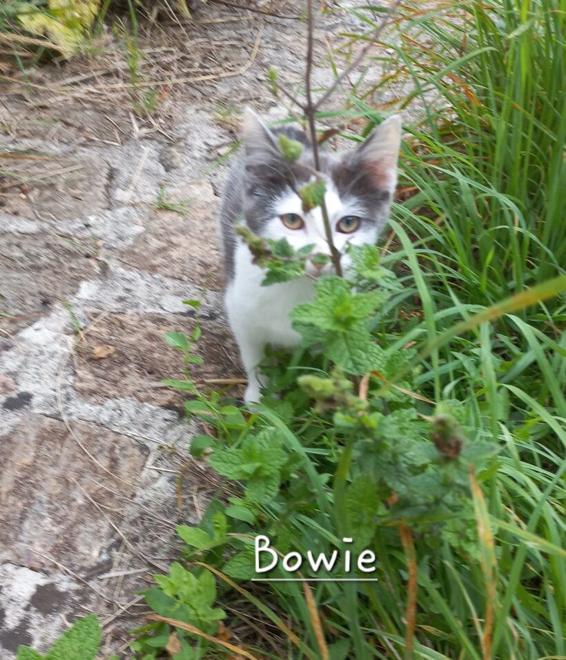 BOWIE