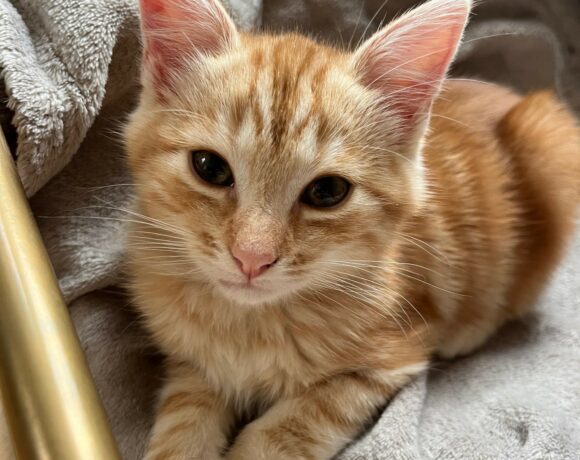 GASPARD est réservé