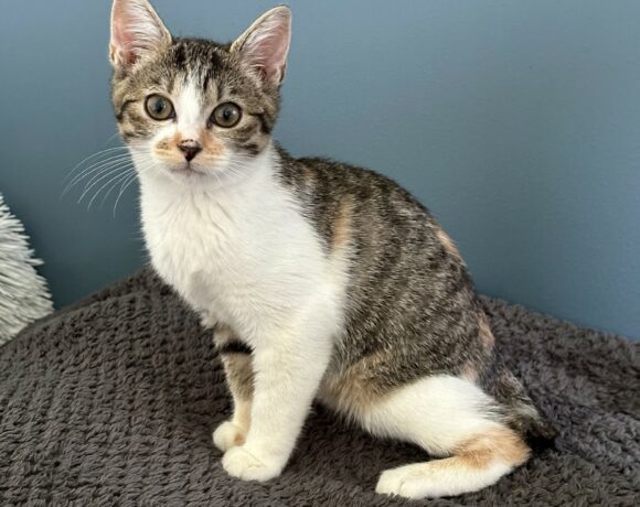 GRIOTTE est réservée GRIOTTE est réservée