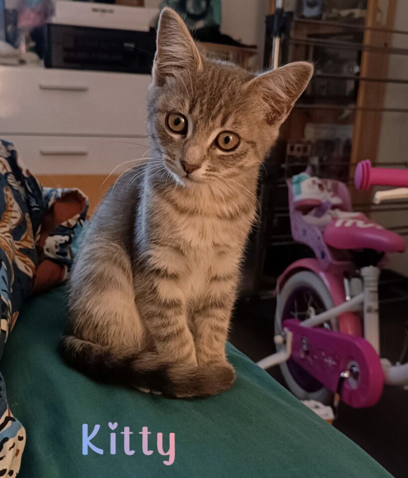 KITTY