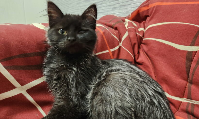 LUPPA est réservée